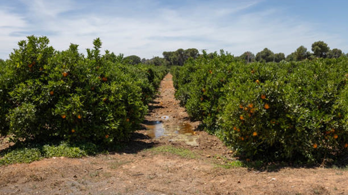 Oranges trees field in Valencia, Spain